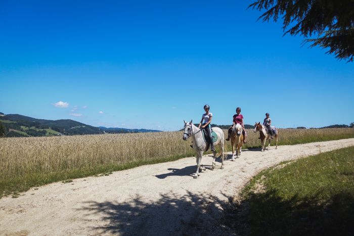 Wanderreiten im Mühlviertel