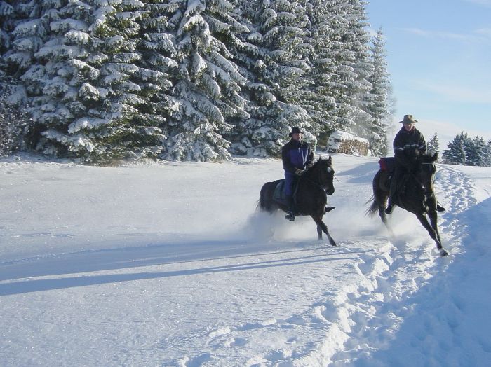 Wanderreiten im Mühlviertel