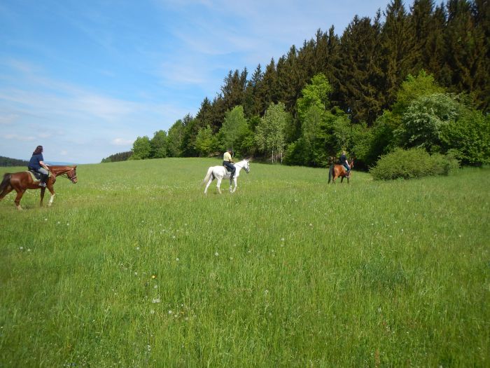 Reiterparadies im Mühlviertel