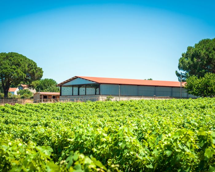 Dressur & Ausritte in der Serra da Estrela