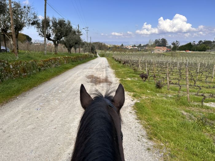 Dressur & Weingenuss in der Serra da Estrela