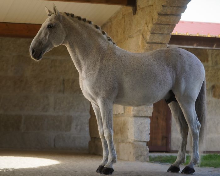 Dressur & Ausritte in der Serra da Estrela