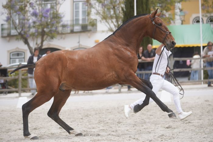 Dressur & Ausritte in der Serra da Estrela
