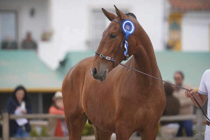 Dressur & Ausritte in der Serra da Estrela