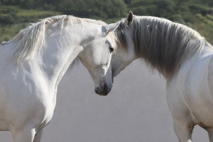 Dressur, Working Equitation und Asritte auf Lusitanos auf der Quinta do Archino