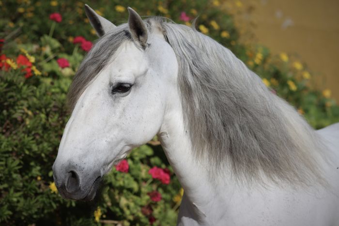 Dressur, Working Equitation und Asritte auf Lusitanos auf der Quinta do Archino