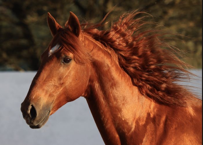 Dressur, Working Equitation und Asritte auf Lusitanos auf der Quinta do Archino