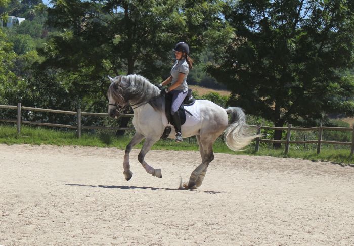 Dressur, Working Equitation und Asritte auf Lusitanos auf der Quinta do Archino