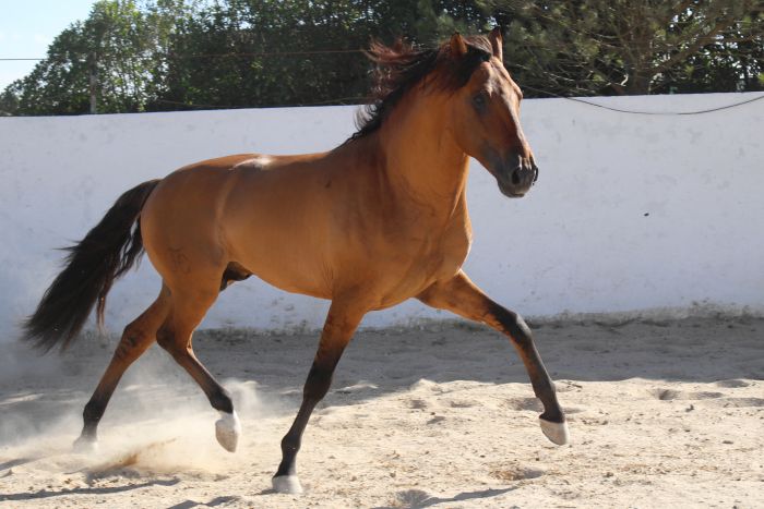 Dressur, Working Equitation und Asritte auf Lusitanos auf der Quinta do Archino