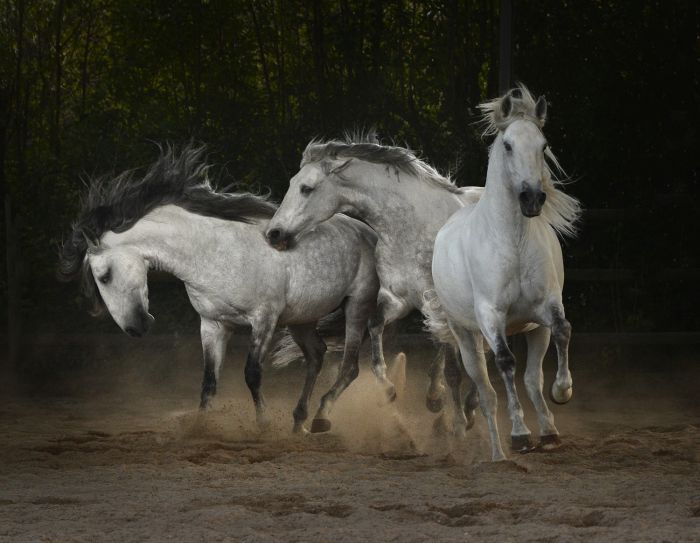 Dressur, Working Equitation und Asritte auf Lusitanos auf der Quinta do Archino