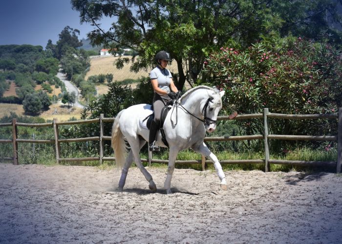 Dressur, Working Equitation und Asritte auf Lusitanos auf der Quinta do Archino