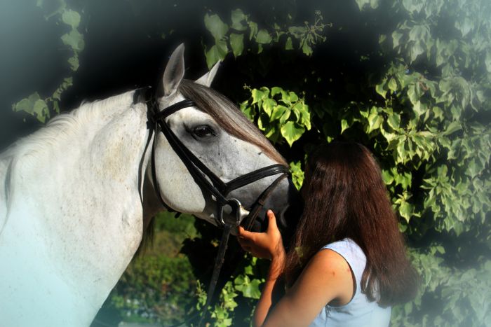 Dressur, Working Equitation und Asritte auf Lusitanos auf der Quinta do Archino