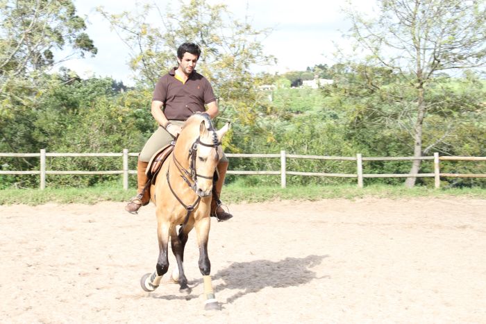 Dressur, Working Equitation und Asritte auf Lusitanos auf der Quinta do Archino