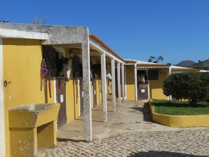 Dressur, Working Equitation und Asritte auf Lusitanos auf der Quinta do Archino