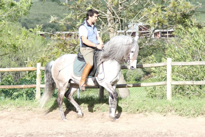 Dressur, Working Equitation und Asritte auf Lusitanos auf der Quinta do Archino