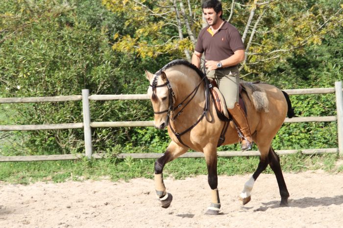 Dressur, Working Equitation und Asritte auf Lusitanos auf der Quinta do Archino