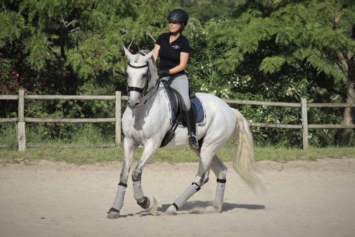 Dressur, Working Equitation und Asritte auf Lusitanos auf der Quinta do Archino