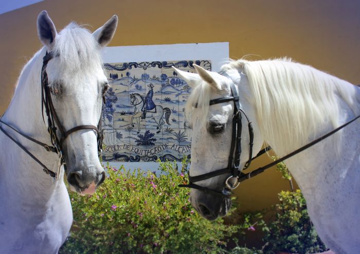 Dressur, Working Equitation und Asritte auf Lusitanos auf der Quinta do Archino