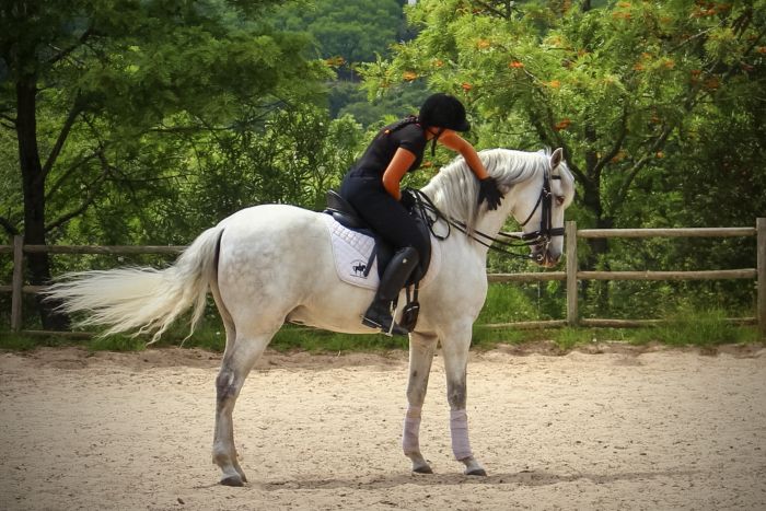 Dressur, Working Equitation und Asritte auf Lusitanos auf der Quinta do Archino