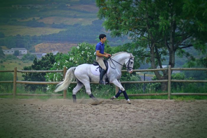 Dressur, Working Equitation und Asritte auf Lusitanos auf der Quinta do Archino