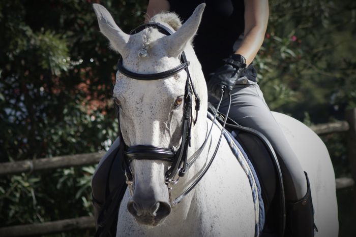 Dressur, Working Equitation und Asritte auf Lusitanos auf der Quinta do Archino