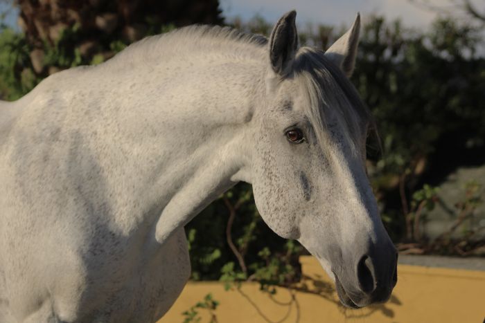 Dressur, Working Equitation und Asritte auf Lusitanos auf der Quinta do Archino