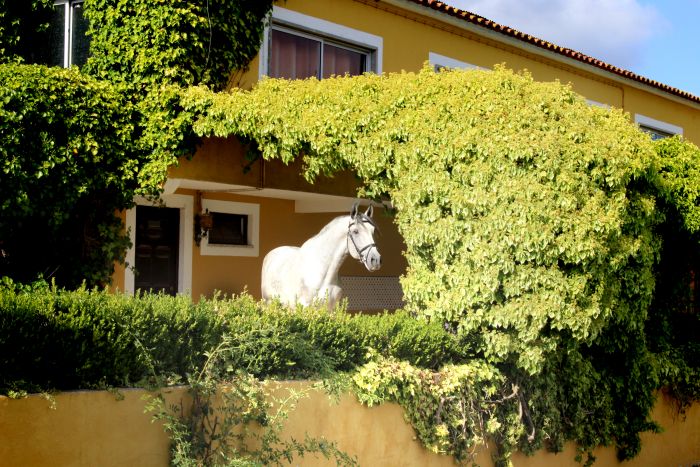 Dressur, Working Equitation und Asritte auf Lusitanos auf der Quinta do Archino