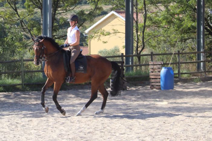 Dressur, Working Equitation und Asritte auf Lusitanos auf der Quinta do Archino