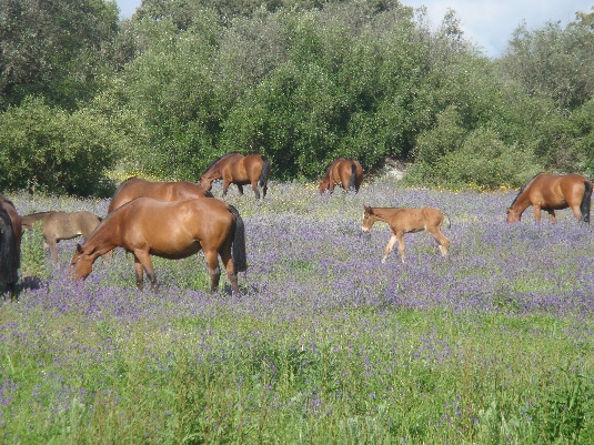 Königspferde-Ritt im Alentejo