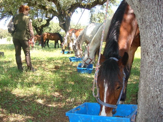 Königspferde-Ritt im Alentejo