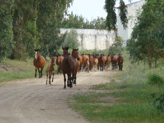 Königspferde-Ritt im Alentejo