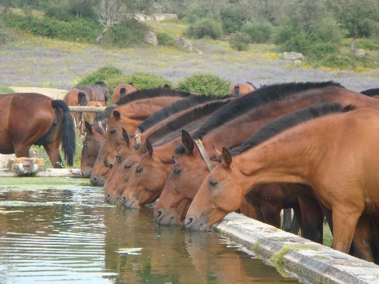 Königspferde-Ritt im Alentejo