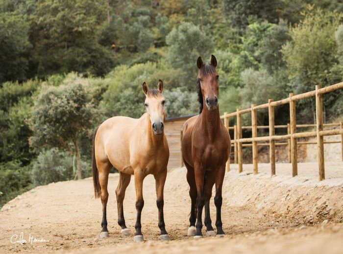 Komfort Trail in der Serra d`Arga