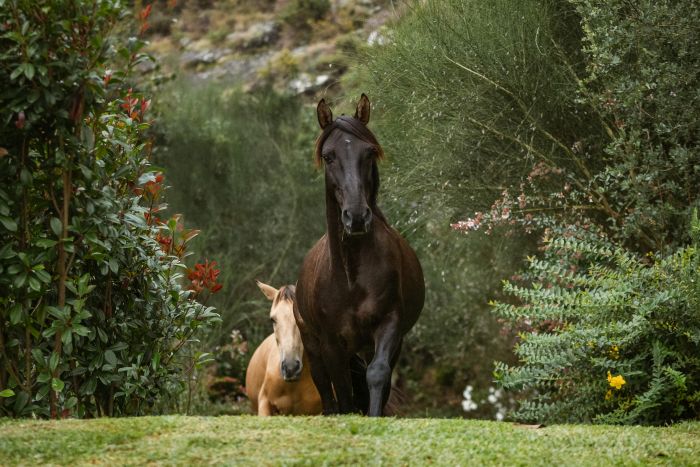Komfort Trail in der Serra d`Arga