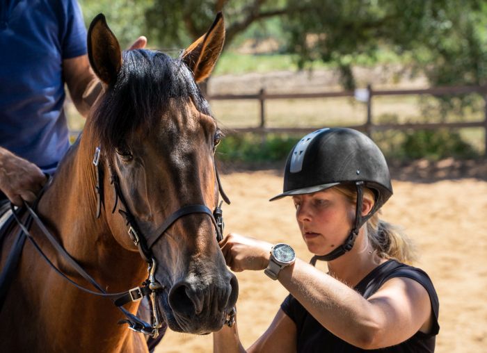 Dressur & Working Equitation auf Lusitanos