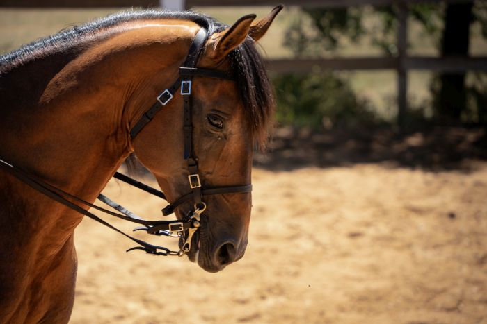 Dressur & Working Equitation auf Lusitanos