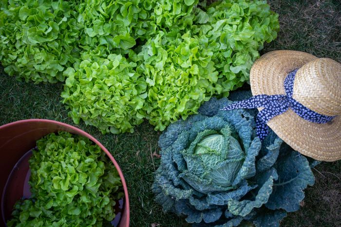 Dressur & Working Equitation auf Lusitanos