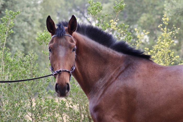 Dressur & Working Equitation auf Lusitanos