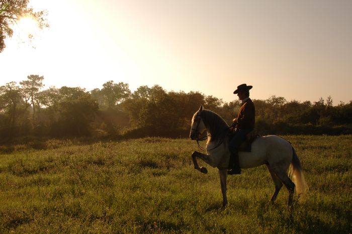 Dressur & Working Equitation auf Lusitanos