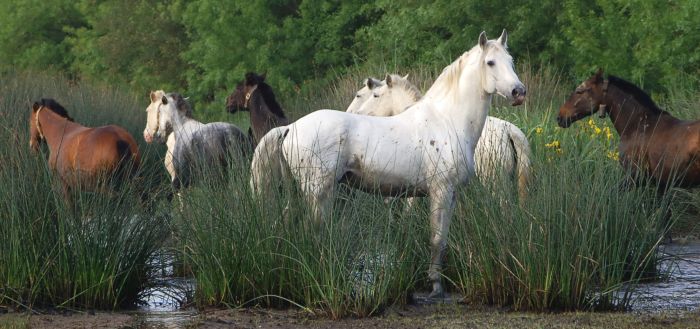 Dressur & Working Equitation auf Lusitanos