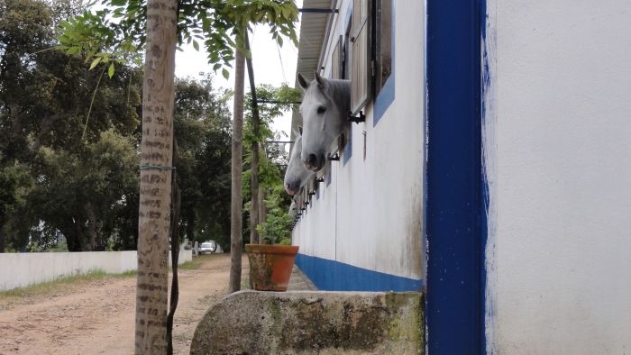 Dressur & Working Equitation auf Lusitanos