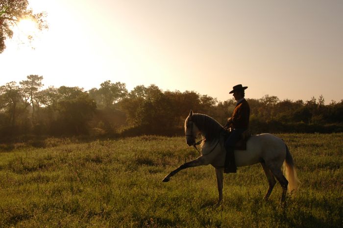 Dressur & Working Equitation auf Lusitanos