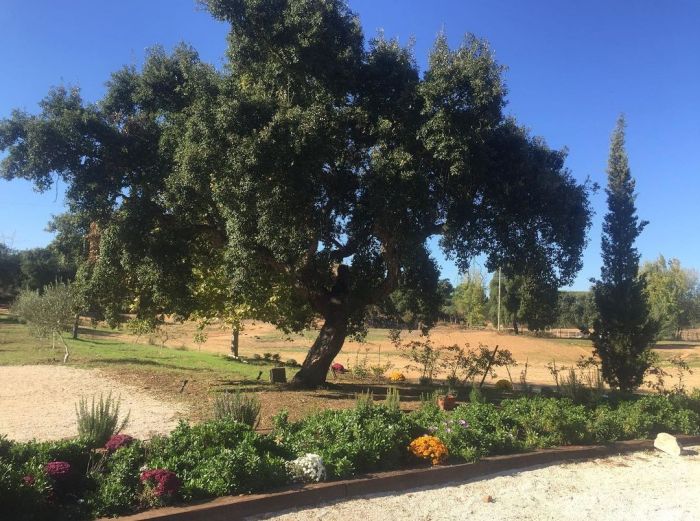 Dressur & Working Equitation auf Lusitanos