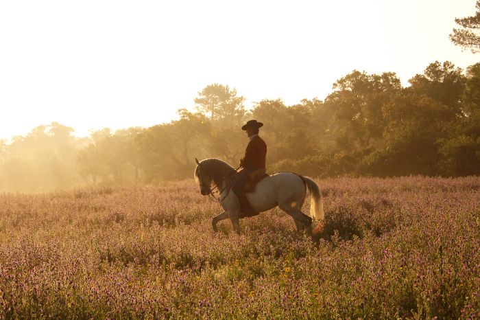 Dressur & Working Equitation auf Lusitanos