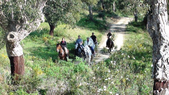 Dressur & Working Equitation auf Lusitanos