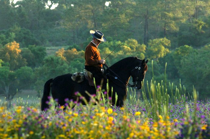 Dressur & Working Equitation auf Lusitanos