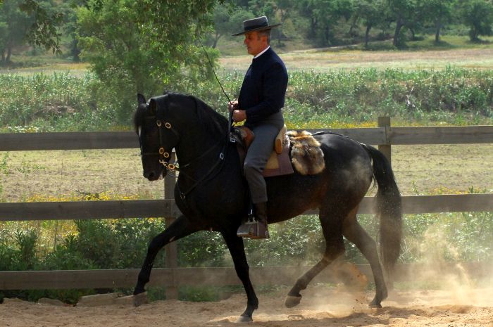 Dressur & Working Equitation auf Lusitanos