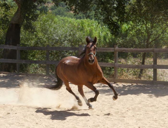 Dressur & Working Equitation auf Lusitanos
