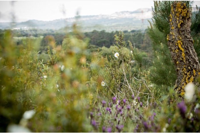 Dressur & Working Equitation auf Lusitanos