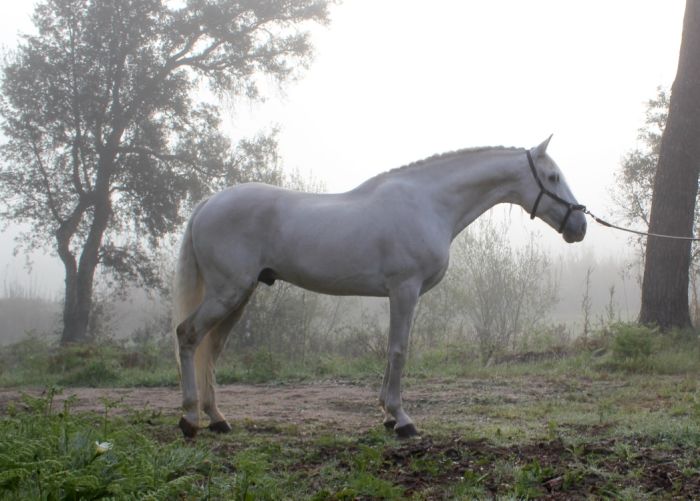 Dressur & Working Equitation auf Lusitanos